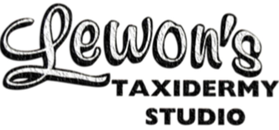Lewon's Taxidermy Studio