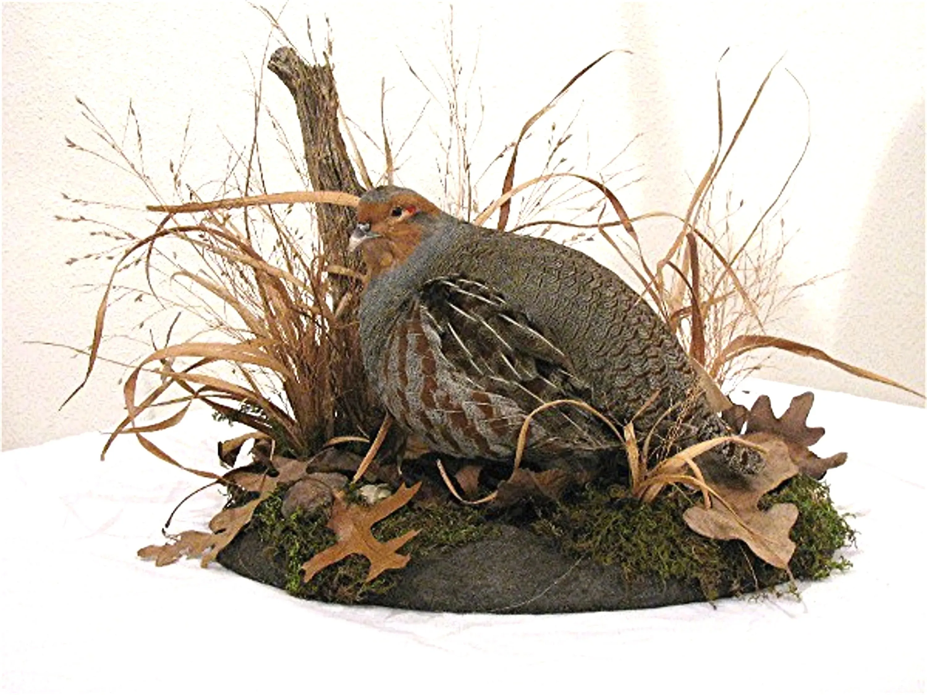 Several images of different mounts including pheasants, turkeys, and more.