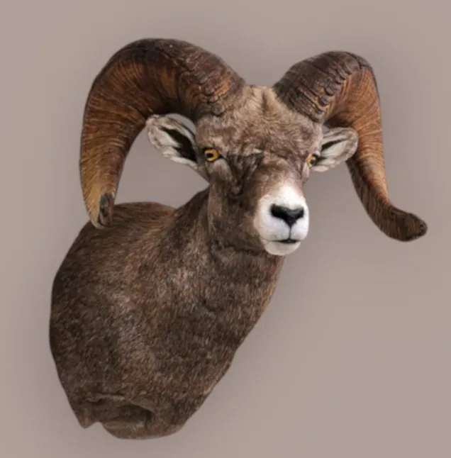 Several images of antelope and other game head mounts